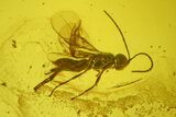 Fossil Wasp (Hymenoptera) In Baltic Amber #207512-1